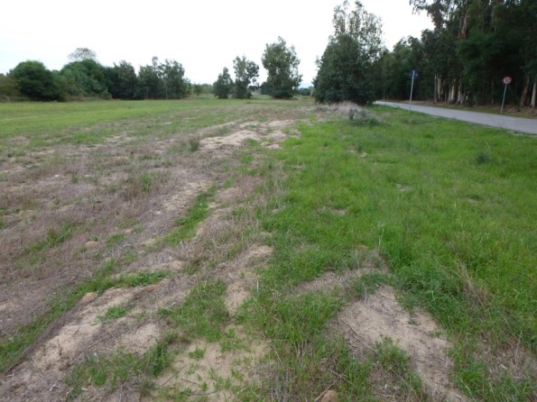 Oristano, pineta litoranea di Torregrande