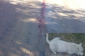 Sinnai, Bianco trascinato sul terreno