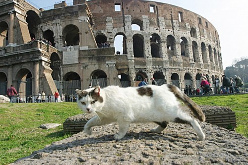 Roma, Colosseo, Gatto