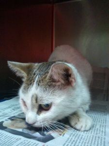 Gattone sfortunato cerca casa!