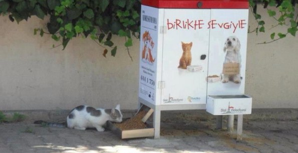 Istanbul pro randagi