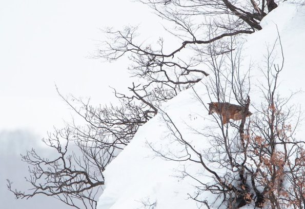 Appennino, Lupo (Canis lupus italicus)