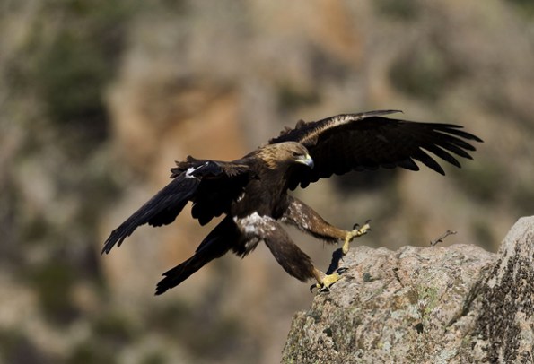 Aquila reale (Aquila chrysaetos) da http://www.domenicoruiu.it/