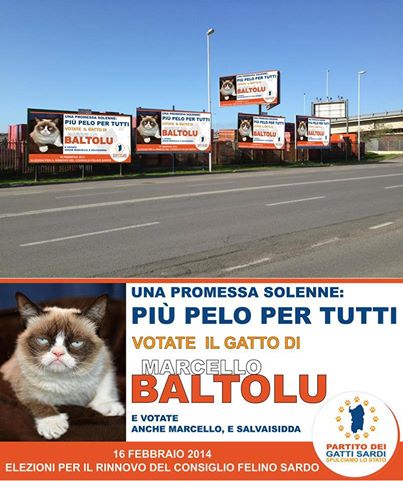 il gatto di Baltolu