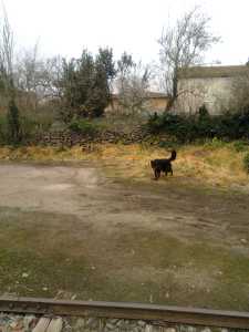 Sindia, pertinenza ferroviaria diserbata