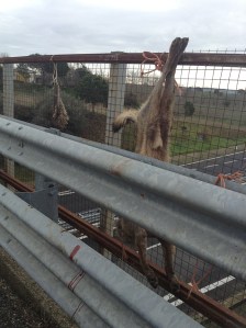 Tarquinia, Lupo massacrato (24 gennaio 2014)