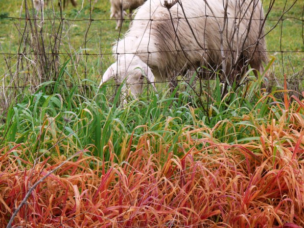 Pecora che bruca l'erba in prossimità di una cunetta stradale diserbata