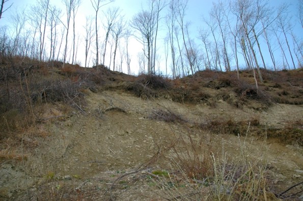 frana causata da tagli boschivi