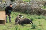 Bosa, liberazione di un esemplare di Grifone (febbraio&nbsp;2014)