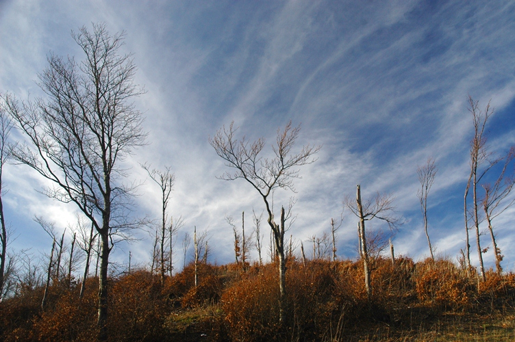 Monte Nerone, inadeguatezza del bosco ceduo sulle vette