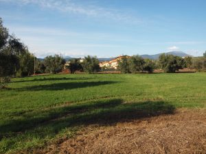 Bardolino, Cisano, campagna presso il Lago di Garda