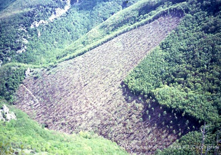 Rio Vitoschio, taglio impattante su bosco invecchiato (oltre 30 anni) in area di grande pregio naturalistico