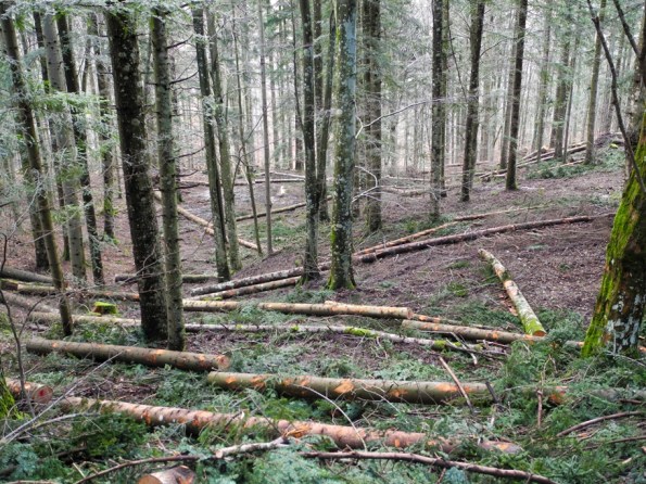 un buon esempio di taglio a scelta (pianta per pianta), così da lasciare un bosco vivo, con tutte le sue caratteristiche