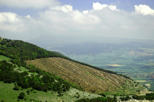 un pessimo esempio di taglio esteso di una Lecceta, su suoli sottili