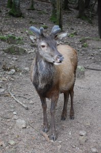 Cervo sardo (Cervus elaphus corsicanus)