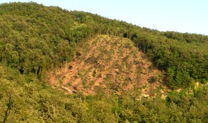 Foresta demaniale di Bocca Serriola, riconversione a ceduo di bosco ad alto fusto