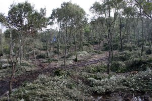Foresta demaniale Marganai, ceduo matricinato