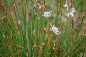 Asfodelo (genus Asphodelus L.)