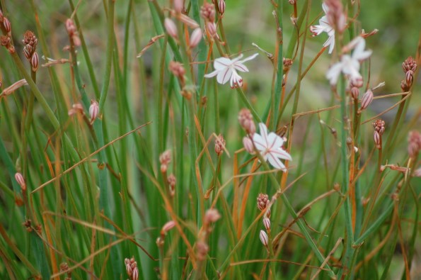 Asfodelo (genus Asphodelus L.)