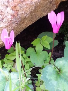 Ciclamini (genus Cyclamen L.)