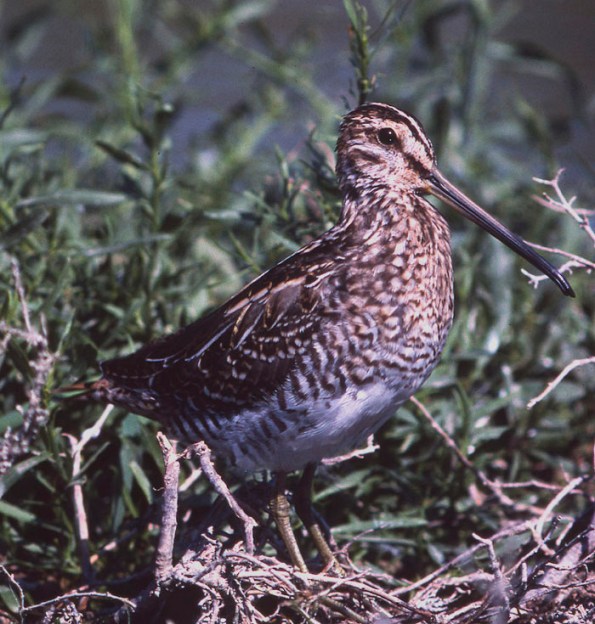 Beccaccino (Gallinago gallinago - foto Raniero Massoli Novelli)