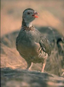 Pernice sarda (Alectoris barbara, foto Raniero Massoli Novelli)