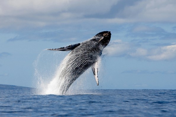 Balena (da National Geographic)