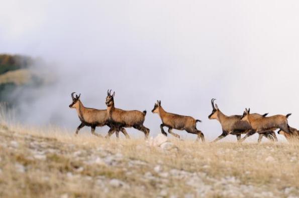 Camosci appenninici (foto archivio Parco nazionale della Maiella,  A. Antonucci)