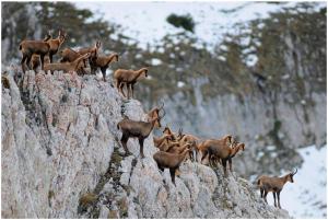 Camosci appenninici (foto archivio Parco nazionale della Maiella,  A. Antonucci)