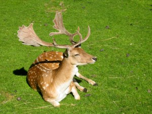 Daino (Dama dama, foto da fotografia.deagostinipassion.com)