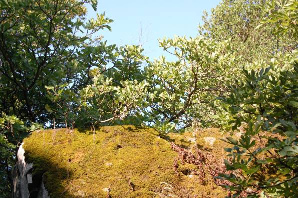 fronde, rocce e muschio