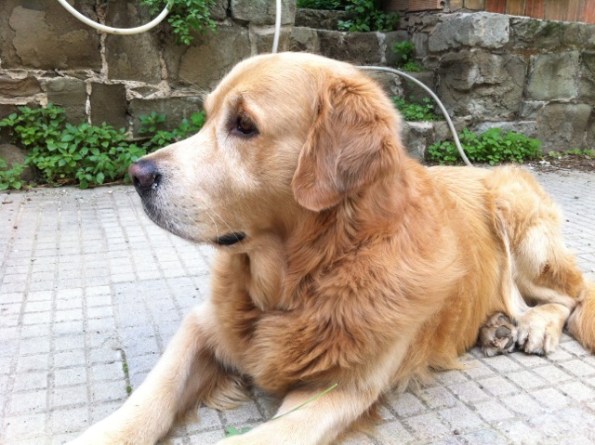 Big River Kevin Junior