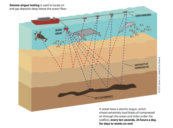 airgun, modalità di ricerca (da “A deaf Whale is a dead Whale”, Oceana)