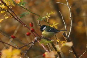 Cinciallegra (Parus major, foto di Stefano Bottazzo)
