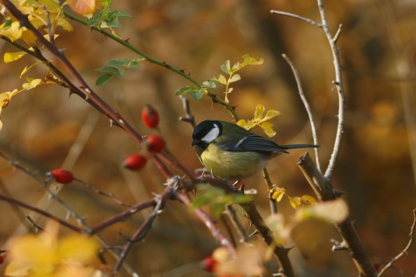 Cinciallegra (Parus major, foto di Stefano Bottazzo)
