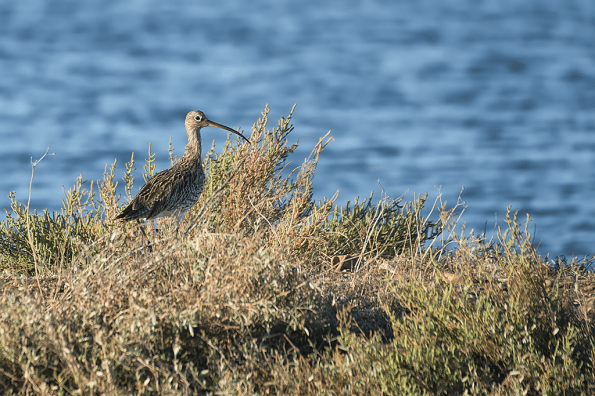 Chiurlo maggiore (Numenius arquata, foto Cristiana Verazza)