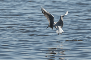 Gabbiano reale (Larus michahellis, foto Cristiana Verazza)