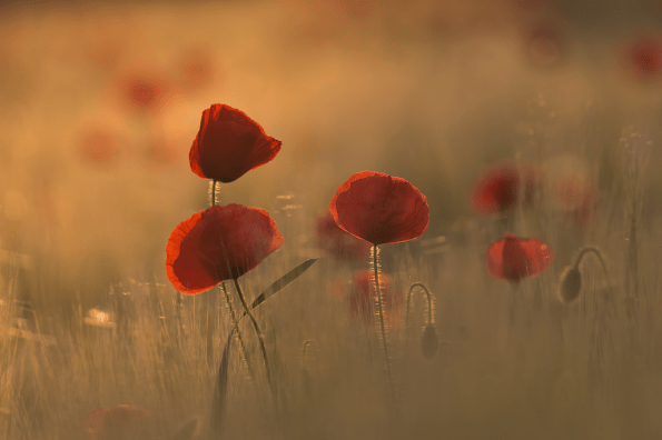 Papaveri (foto di Cristiana Verrazza)