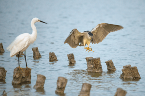 Nitticora (Nycticorax nycticorax) e Garzetta (Egretta garzetta)