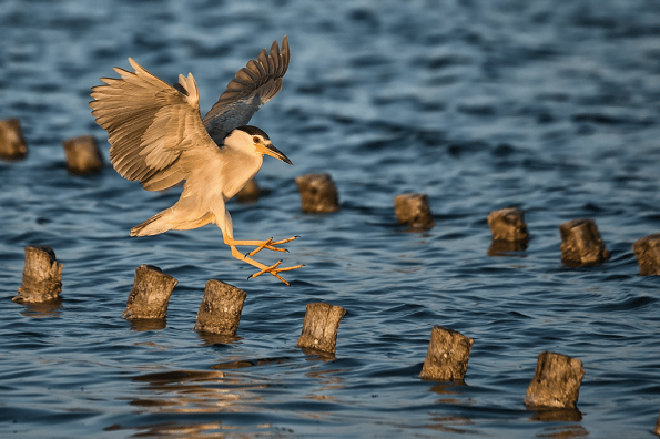 Nitticora  (Nycticorax nycticorax, foto di Cristiana Verazza) 