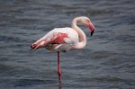 Fenicottero rosa (Phoenicopter&nbsp;roseus)