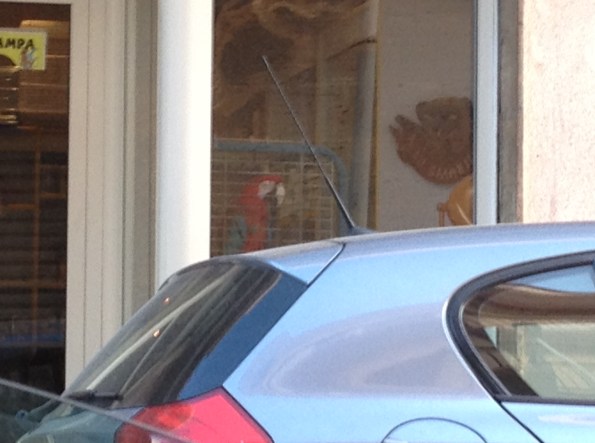 Quartu S. Elena, Pappagallo in vendita