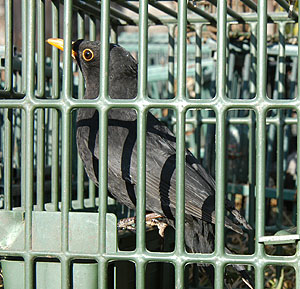 esemplare di Merlo (Turdus merula) utilizzato come richiamo vivo