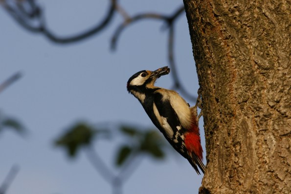 Picchio rosso maggiore (Dendrocopus major , foto di Stefano Bottazzo)