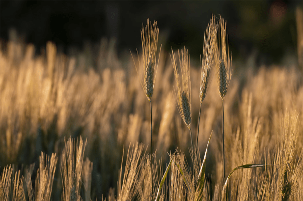quattro spighe nel campo di grano