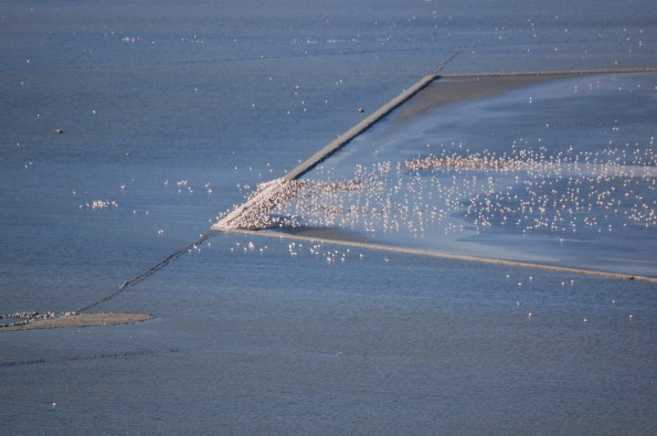 Stagno del Molentargius, nidificazione dei Fenicotteri rosa