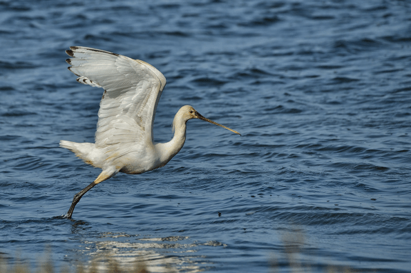 Spatola (Platalea leucorodia, foto di Cristiana Verazza)