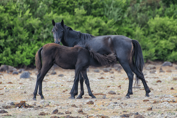 Cavallina della Giara con puledro (Equus caballus jarae)