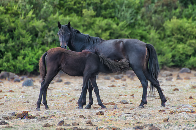 Cavallina della Giara con puledro (Equus caballus jarae)