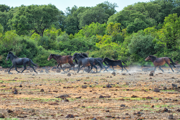 Cavallini della Giara, branco (Equus caballus jarae)